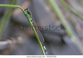Attēlu rezultāti vaicājumam “Coenagrion armatum male”