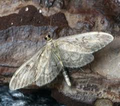 Attēlu rezultāti vaicājumam “Anania lancealis”