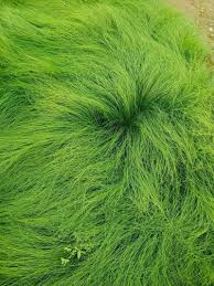 「綠羽毛」的圖片搜尋結果