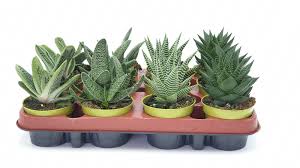 Image result for Haworthia mix