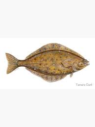 Image result for Hippoglossus hippoglossus