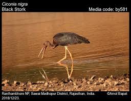 Attēlu rezultāti vaicājumam “Ciconia nigra”