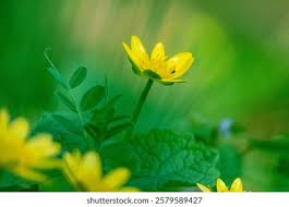 Attēlu rezultāti vaicājumam “Ranunculus acris flower”