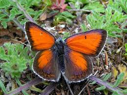 Attēlu rezultāti vaicājumam “Lycaena hippothoe male”
