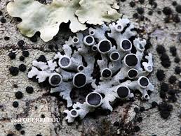 Attēlu rezultāti vaicājumam “Physcia aipolia”