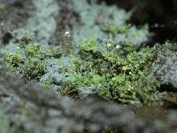 Attēlu rezultāti vaicājumam “Chaenotheca furfuracea”