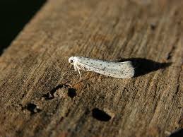 Attēlu rezultāti vaicājumam “Yponomeuta evonymella”