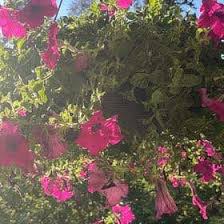 Image result for Petunia
