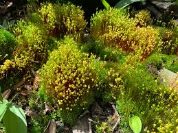 Attēlu rezultāti vaicājumam “Splachnum ampullaceum sporophyte”