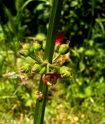 Attēlu rezultāti vaicājumam “Scrophularia umbrosa”