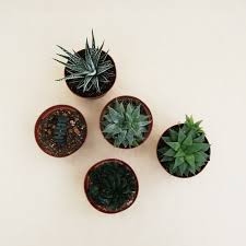 Image result for Haworthia mix