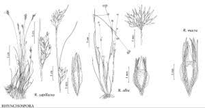 Attēlu rezultāti vaicājumam “Rhynchospora alba flower”