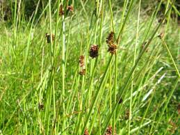 Attēlu rezultāti vaicājumam “Juncus conglomeratus”