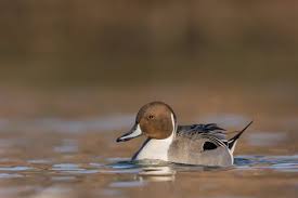 Image result for Anas acuta