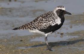 Attēlu rezultāti vaicājumam “Pluvialis squatarola”