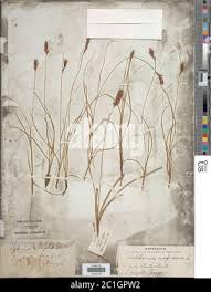 Attēlu rezultāti vaicājumam “Blysmus compressus leaf”