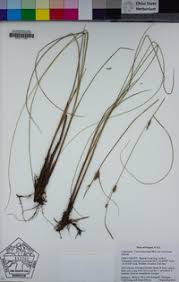 Attēlu rezultāti vaicājumam “Carex lasiocarpa leaf”