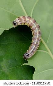 Attēlu rezultāti vaicājumam “Orthosia cruda”