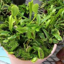 Attēlu rezultāti vaicājumam “Diachea muscorum”