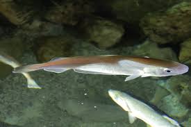 Attēlu rezultāti vaicājumam “Arthonia byssacea”