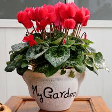 Image result for Cyclamen persicum