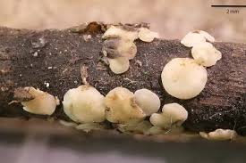 Attēlu rezultāti vaicājumam “Mollisia amenticola”