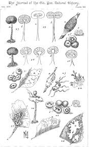 Attēlu rezultāti vaicājumam “Badhamia lilacina plasmodium”