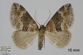 Attēlu rezultāti vaicājumam “Perizoma bifaciata”