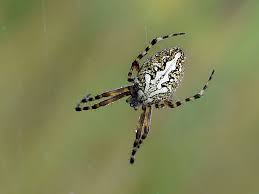 Attēlu rezultāti vaicājumam “Aculepeira ceropegia”