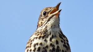 Attēlu rezultāti vaicājumam “Turdus philomelos”