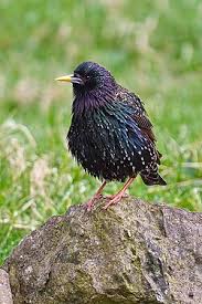 Attēlu rezultāti vaicājumam “Sturnus vulgaris”