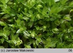 Attēlu rezultāti vaicājumam “Mnium marginatum”