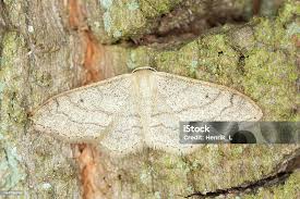 Attēlu rezultāti vaicājumam “Idaea aversata”