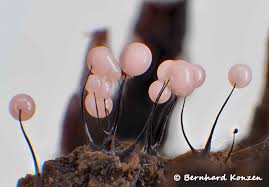 Attēlu rezultāti vaicājumam “Stemonitopsis typhina var. similis stalked”