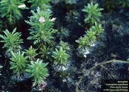 Image result for Alonsoa liniflora