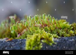 Attēlu rezultāti vaicājumam “Bryum amblyodon”