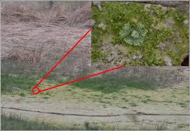 Attēlu rezultāti vaicājumam “Dicranella staphylina macro”