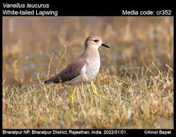 Image result for Vanellus leucurus