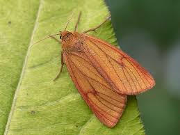 Attēlu rezultāti vaicājumam “Diacrisia sannio”