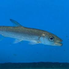 Image result for Goliath Tigerfish