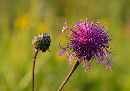Attēlu rezultāti vaicājumam “Centaurea scabiosa bud”