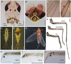 Attēlu rezultāti vaicājumam “Ephemeroptera imago”