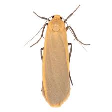 Attēlu rezultāti vaicājumam “Eilema depressa”