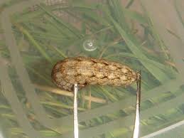 Attēlu rezultāti vaicājumam “Mythimna turca”