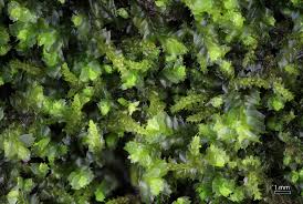 Attēlu rezultāti vaicājumam “Lophocolea minor”