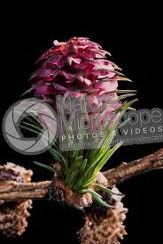 Attēlu rezultāti vaicājumam “Larix decidua flower”