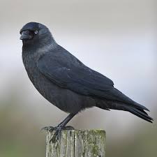 Attēlu rezultāti vaicājumam “Corvus monedula adult”