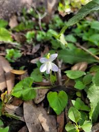 Attēlu rezultāti vaicājumam “Viola sororia flower”