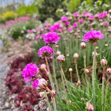 Attēlu rezultāti vaicājumam “Armeria vulgaris flower”