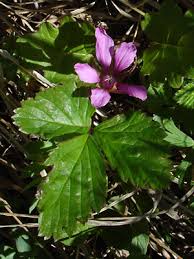 Attēlu rezultāti vaicājumam “Rubus arcticus”